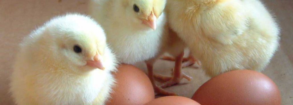 Egg Imports From France Resume