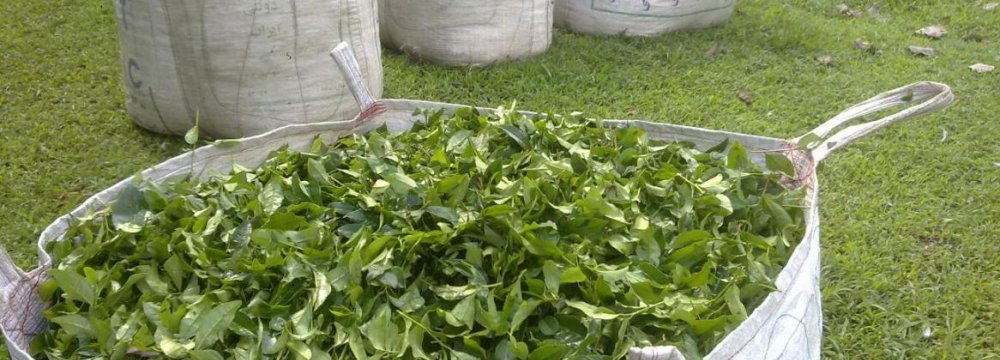 Tea Farmers Report Losses