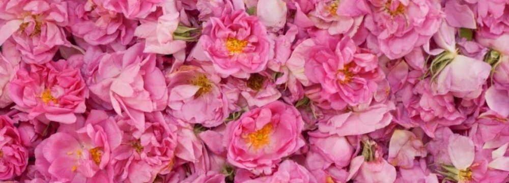 Iran’s Share of Damask Rose Trade Meager 