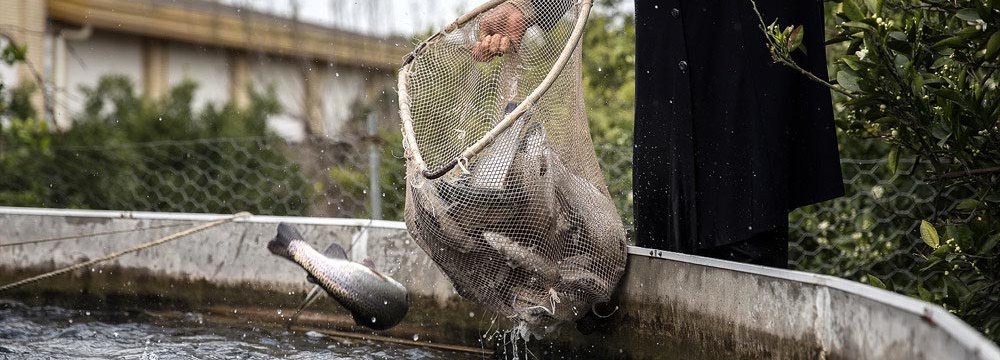 Fish Farming in the Heart of Desert