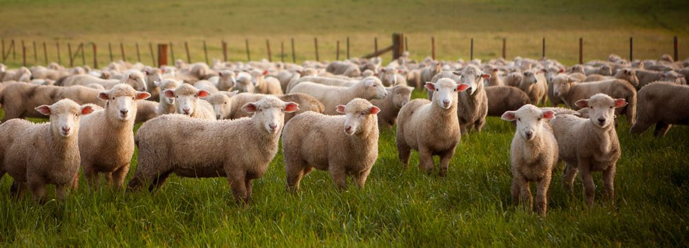 Australia Given Signal to Begin Sheep Exports 