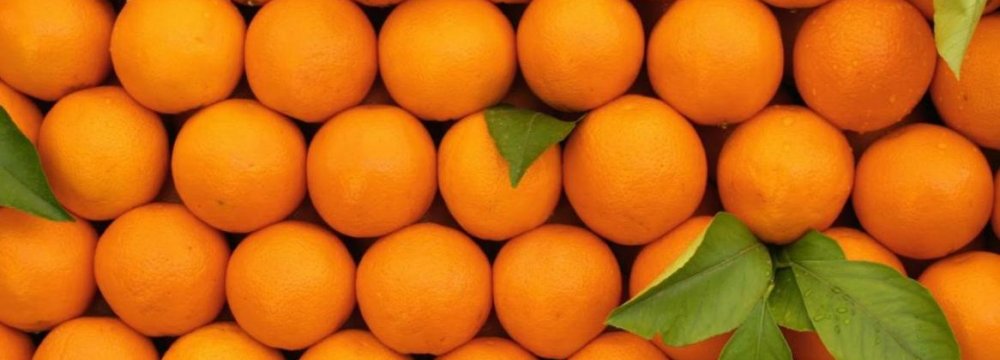 Orange Farmers Upbeat About This Year’s Yield
