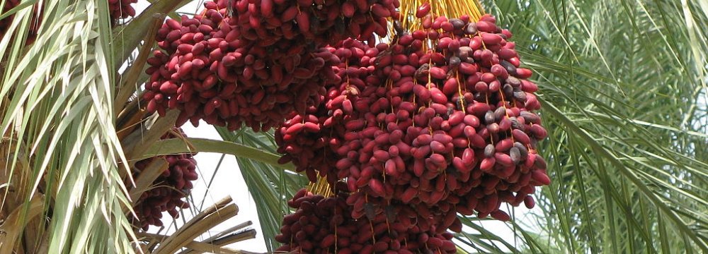 Date Exports Shifted to Asia