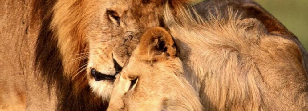 African Lions Face Extinction