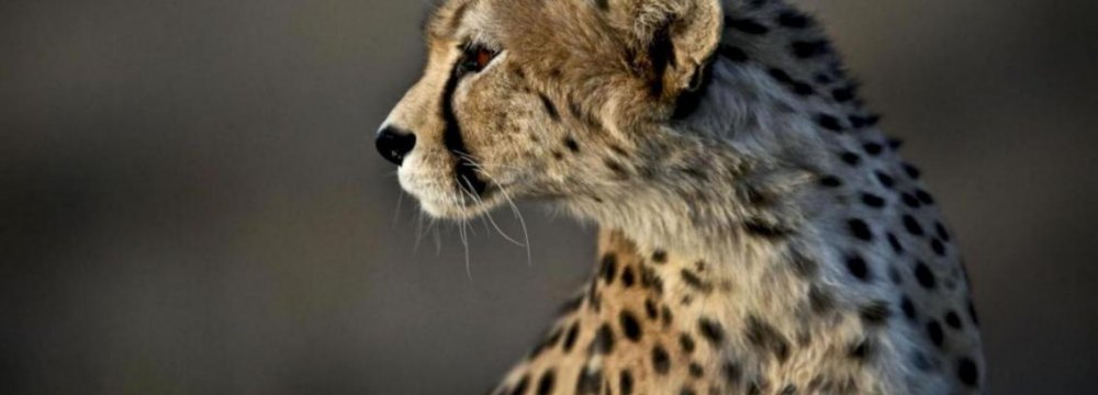 Asiatic Cheetah in Golestan Park