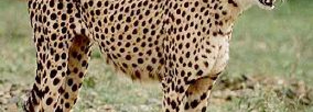 No Roads in Asiatic Cheetah Sanctuary
