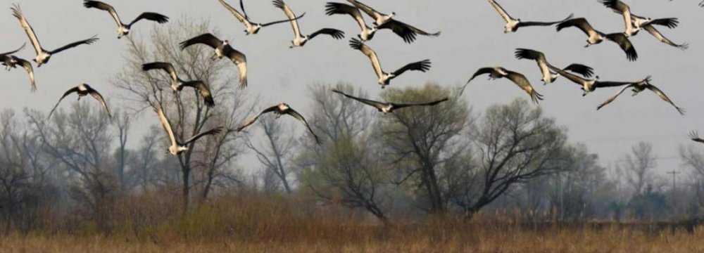 Birds Begin Migration to Astara 