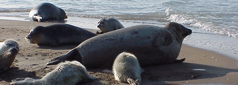 Save Caspian Seal Call