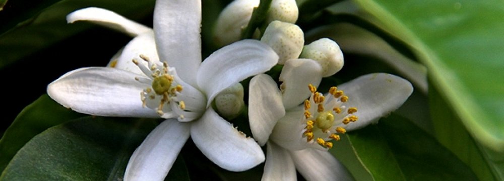 Citrus Blooms Better Than Diazepam