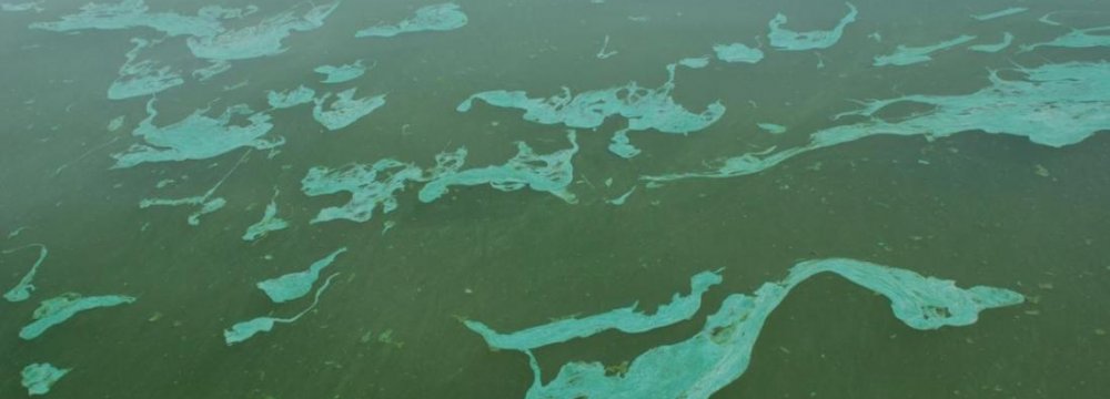 Harmful Algae Growth in Sea Waters