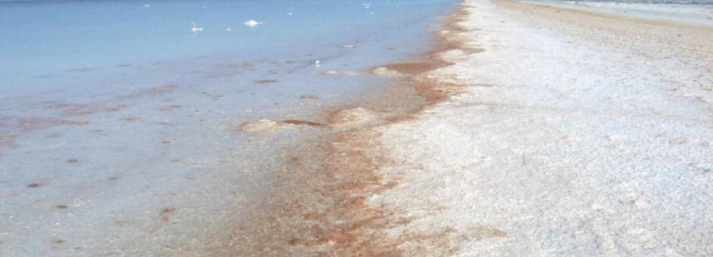 Lake Urumia’s Artemia Face Extinction
