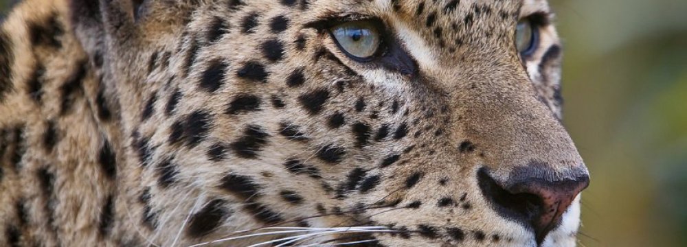 Conserving Persian Leopard