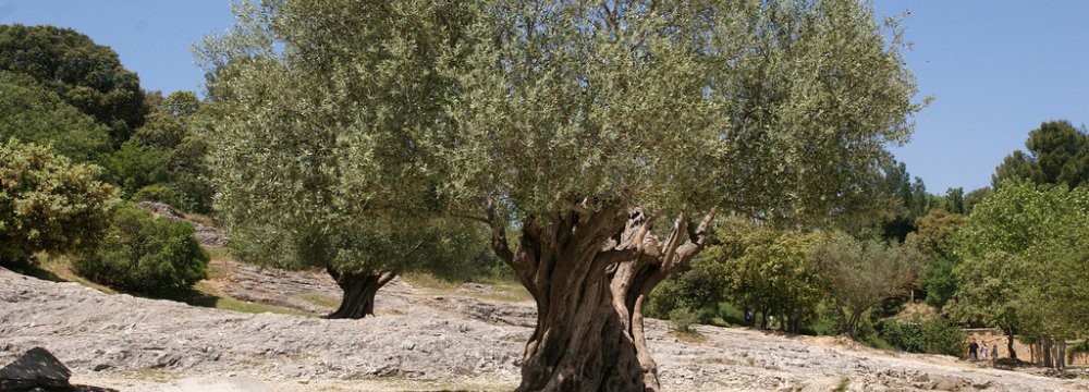 Olive Can Curb Desertification  