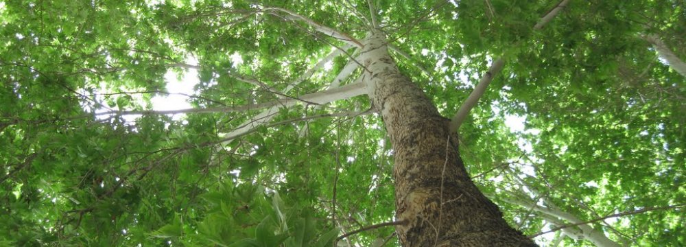 Plane Trees on Vali-e-Asr Street