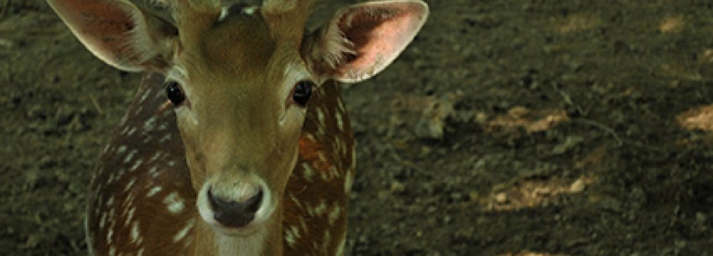 Shifting Fallow Deer to Karkhe ‘Wrong Move’