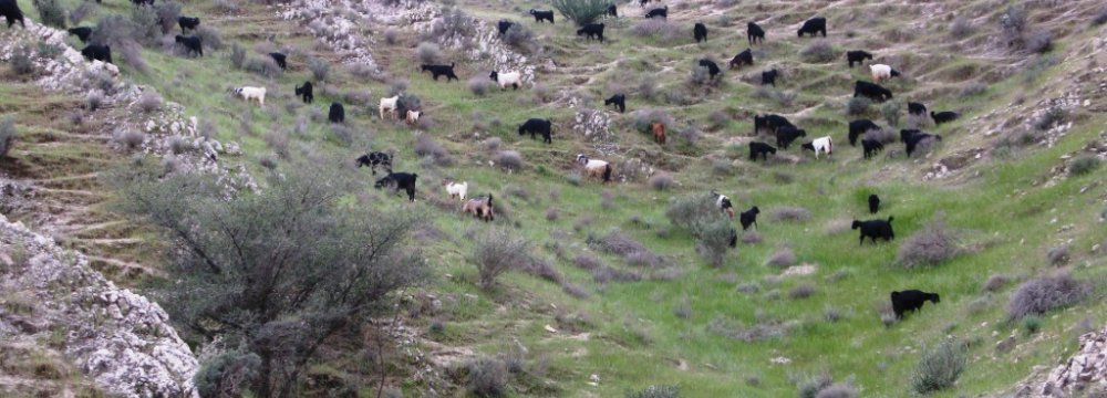 Rangelands Overgrazed