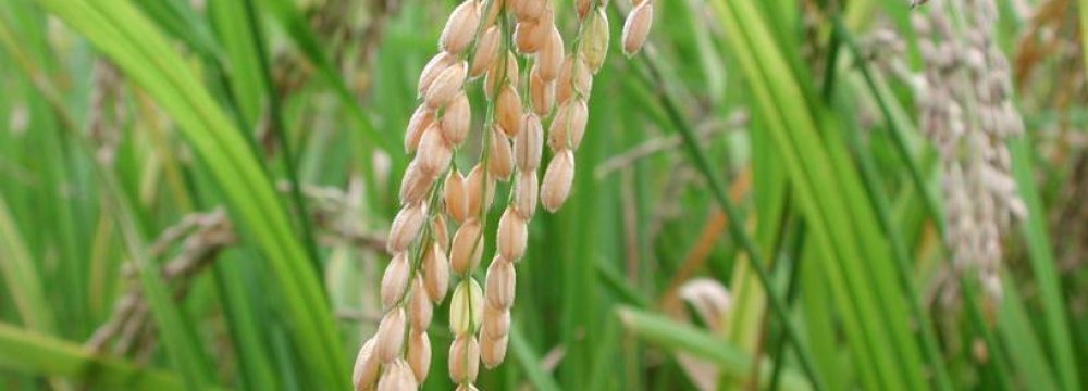 Contraband Rice Seized