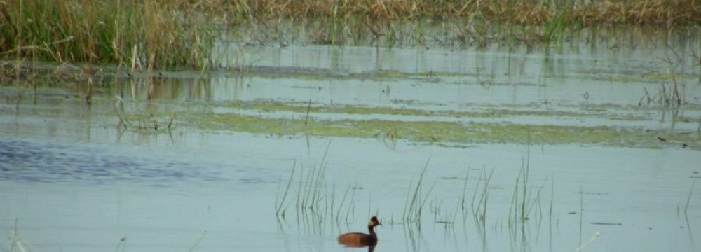 Sulduz Wetland Revived