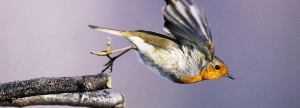 Telephone Waves Can Disrupt Birds’ Flight Path