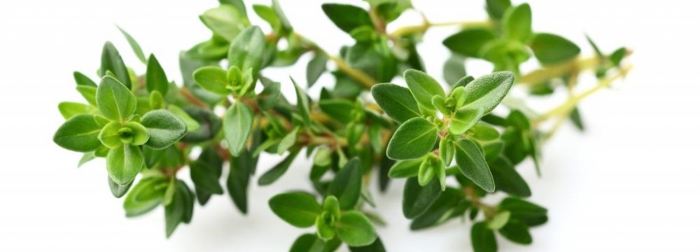 Treating Colds With Thyme
