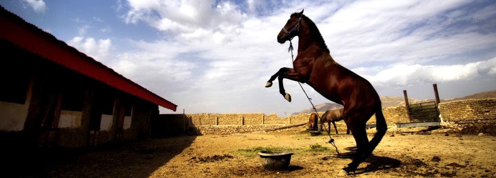 Domestic Breeders Troubled  Over Import of Turkoman Horses 