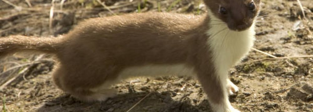 Weasel Exists in Chaharmahal Province