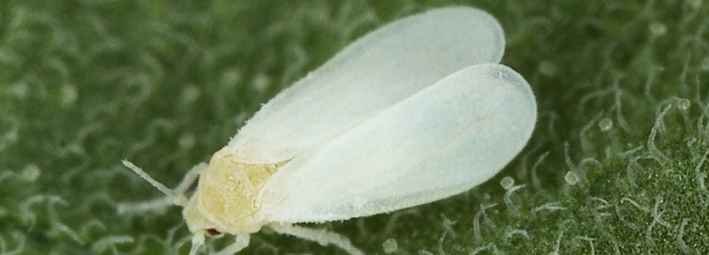  White Fly Harmless