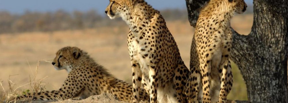 Yazd Wildlife Fighting Losing Battle With Dry Spell