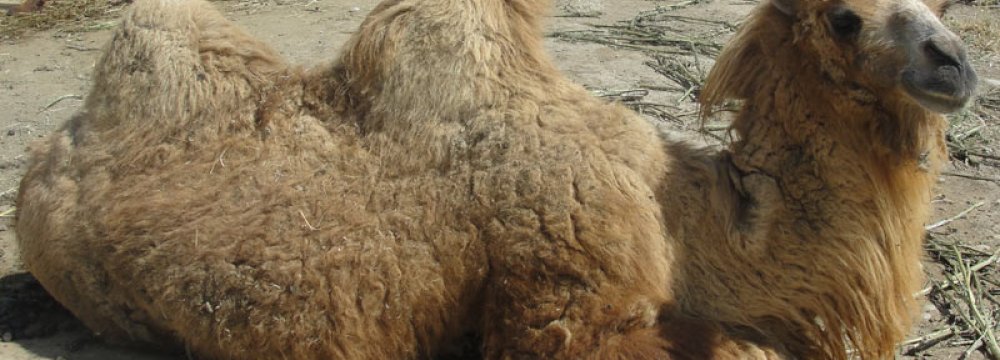 Two-Humped Camel Facing Extinction