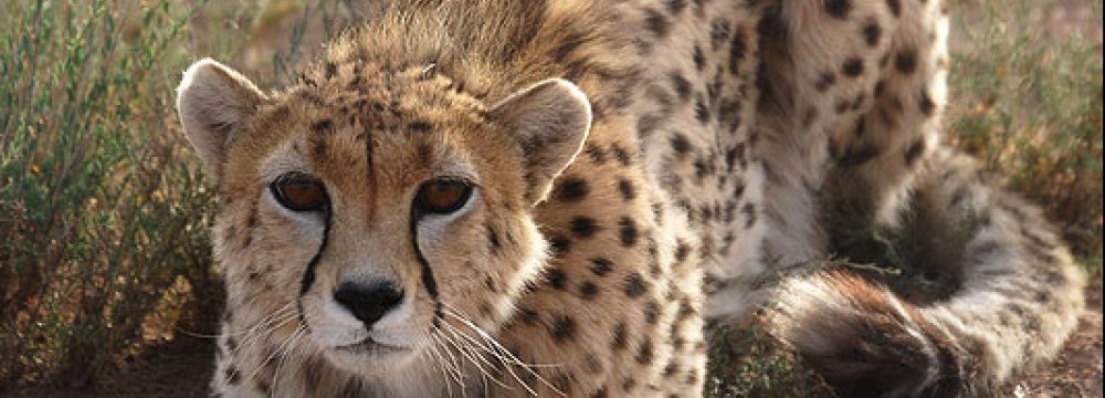 Landmines ‘Boon’ for Leopards