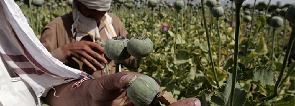 Iran Ready to Help Afghans Substitute Poppy 