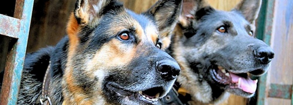 Sniffer Dogs  at Train Stations