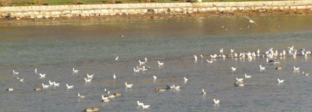 Zayandehrud Hosts Migratory Birds