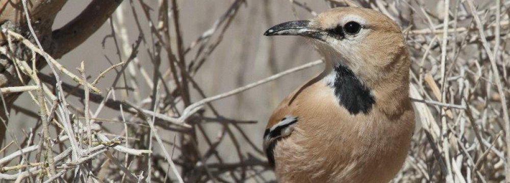 Bird Watching, New Tourism Pastime