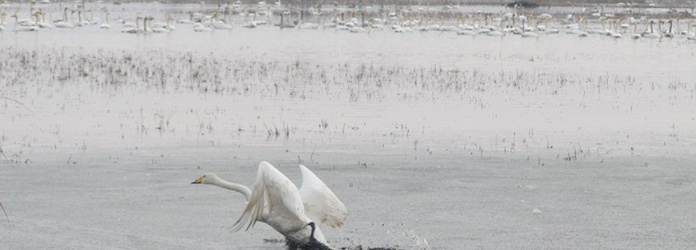 Swans Arrive Early at Sorkhroud Wetlands