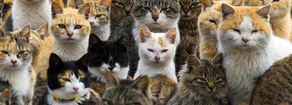 Are You a Cat Lover? Japan is Your Destination