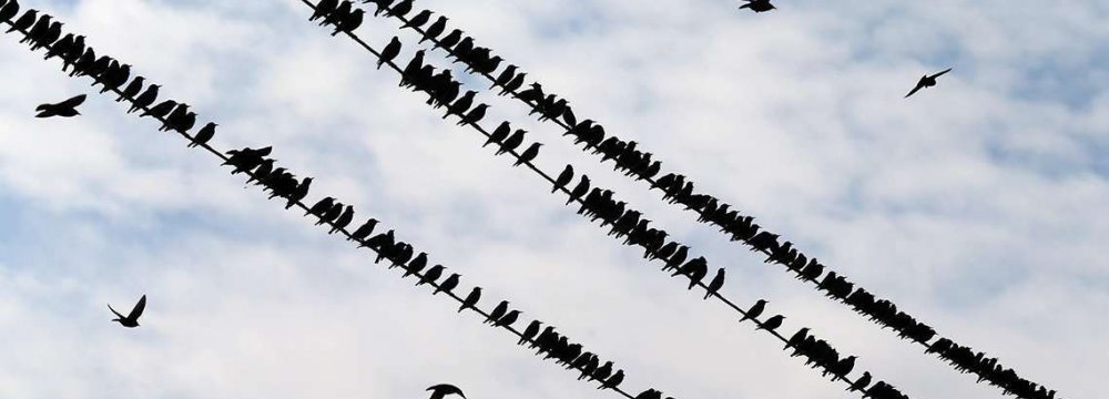 Birds Rush  to Landfills