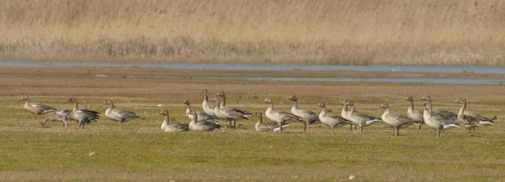 Grey Geese in Kani-Barazan