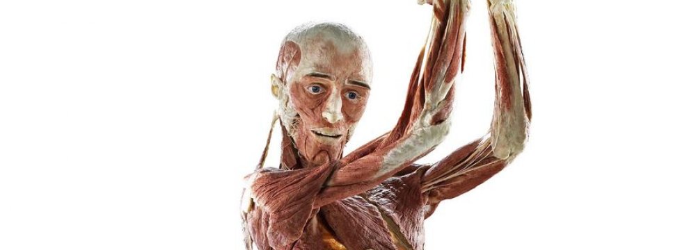 Human Bodies, Body Parts on Display