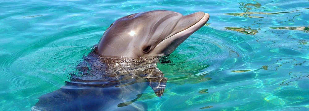 Kish Dolphinarium