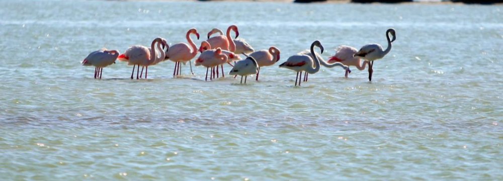 Migrating Birds Fly to Arak