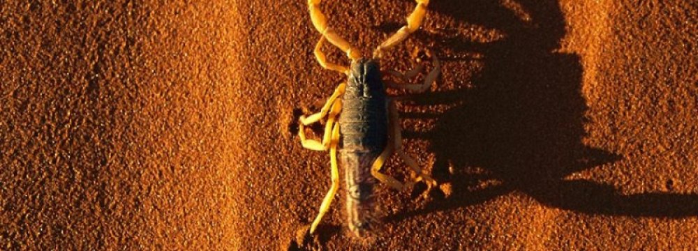 Scorpions of Kashan