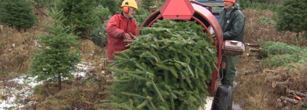  Christmas Tree Exports