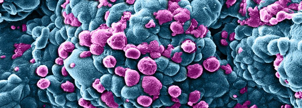 Nanocarrier Boosts Cancer Treatment 