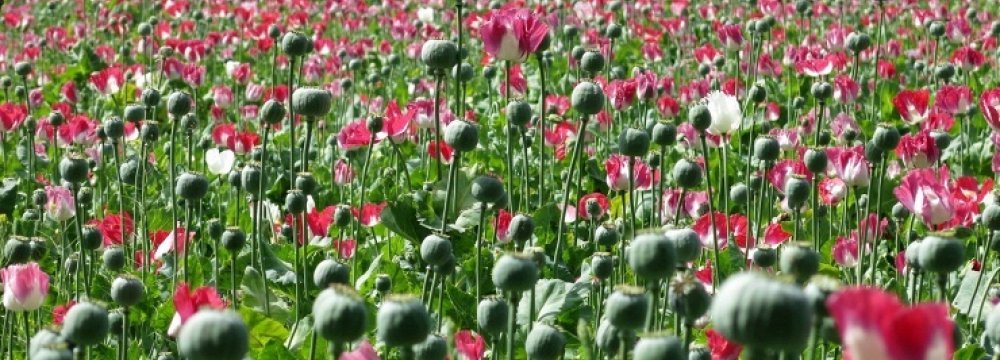 Afghan Poppy Harvest at Record High
