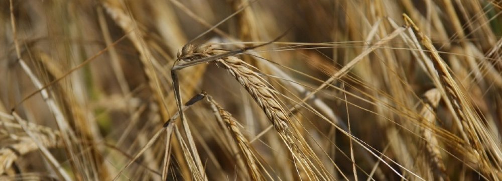 Egypt to Import 120,000 Tons of Russian Wheat