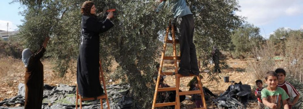 Israeli Wall Devastating  west Bank Olive Harvest