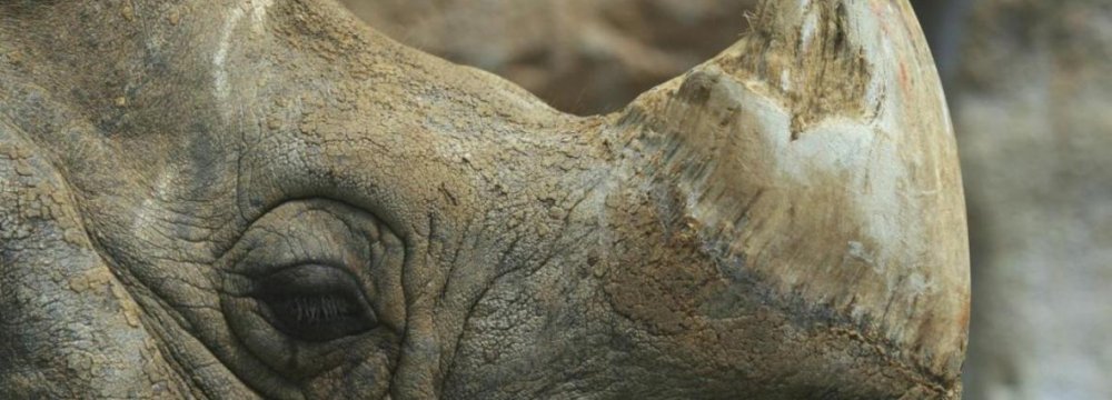 3D Printed Rhino Horn to Save Animal