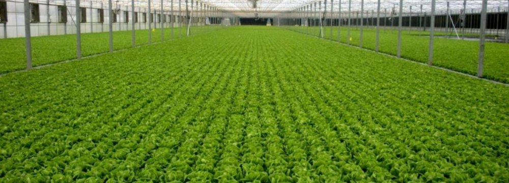 Startup Gives Fresh Impetus  to Greenhouse Farming