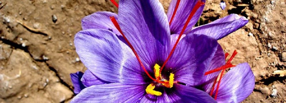 Concern Over Fake Afghan Saffron